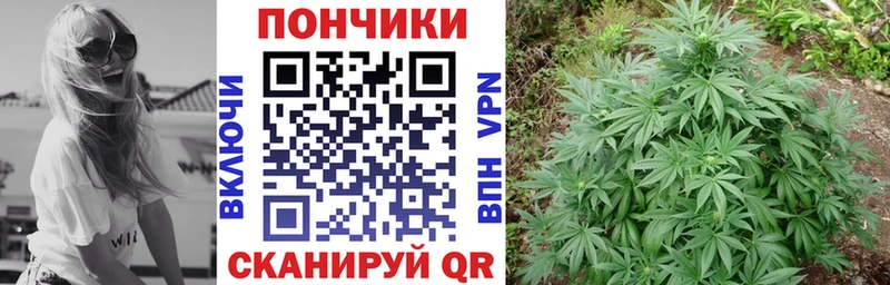 Шишки марихуана марихуана  Гай 